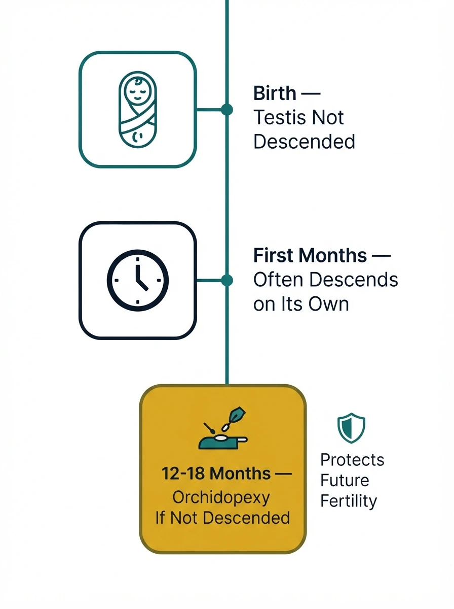 Undescended testis timeline and treatment explained